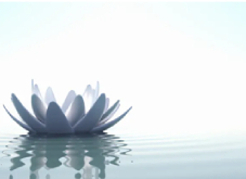 a white lotus in a water