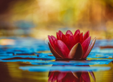 a red lotus and Leaves in a water